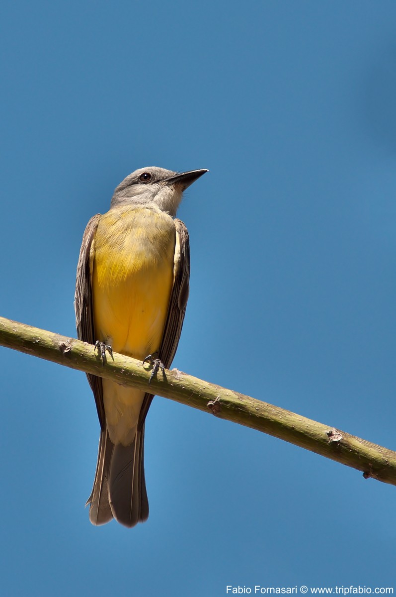 Tropical Kingbird (Tyrannus melancholicus) - Forse!! Mexico19