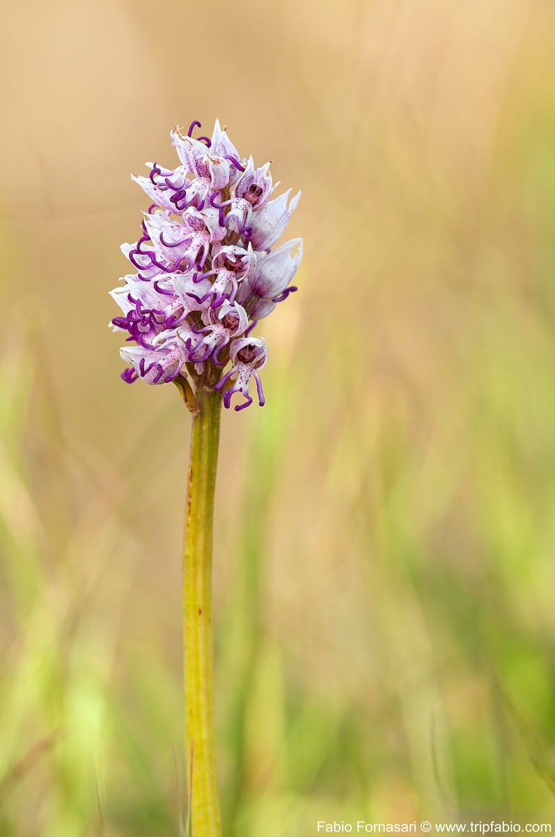 imparare con le orchidee Orchis12