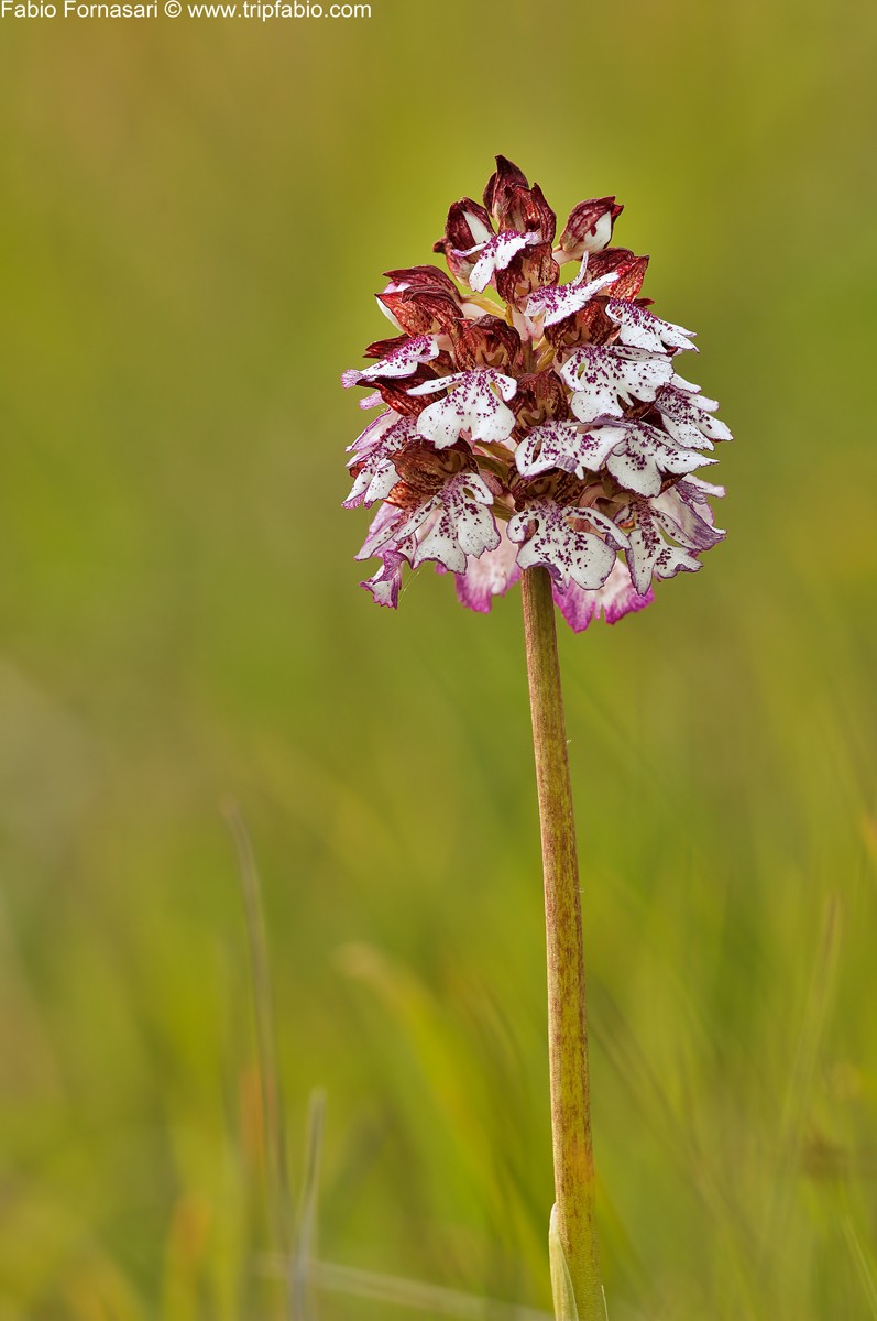Purpurea Purpur10