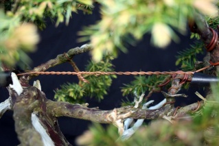 Juniper Rigida - turning a branch into a trunk 00416