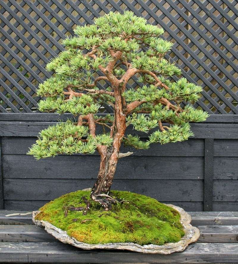 A Scots pine chooses a new keeper 004_310