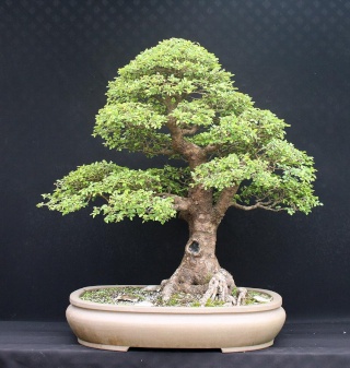 finished bonsai 01118