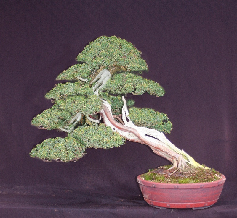 Yamadori Juniper - a winter sale moment of joy 01610