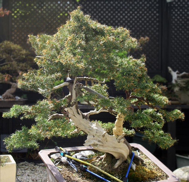 Juniper Rigida - turning a branch into a trunk 1011