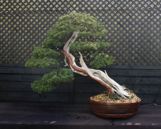 finished bonsai Shimpa16