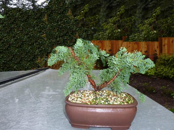 new (never wired or pruned) juniper. need help Side_i10