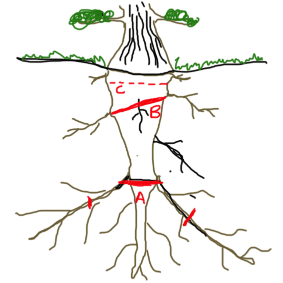 Ramification of a tap root? Untitl10