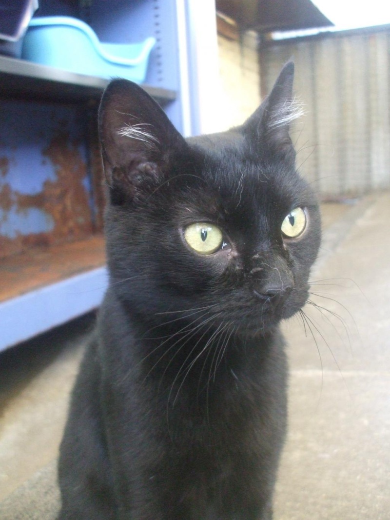 Gilou, gentil minou noir de 1 an et demi (la maison des chats de la sentinelle)59 Dscf0610