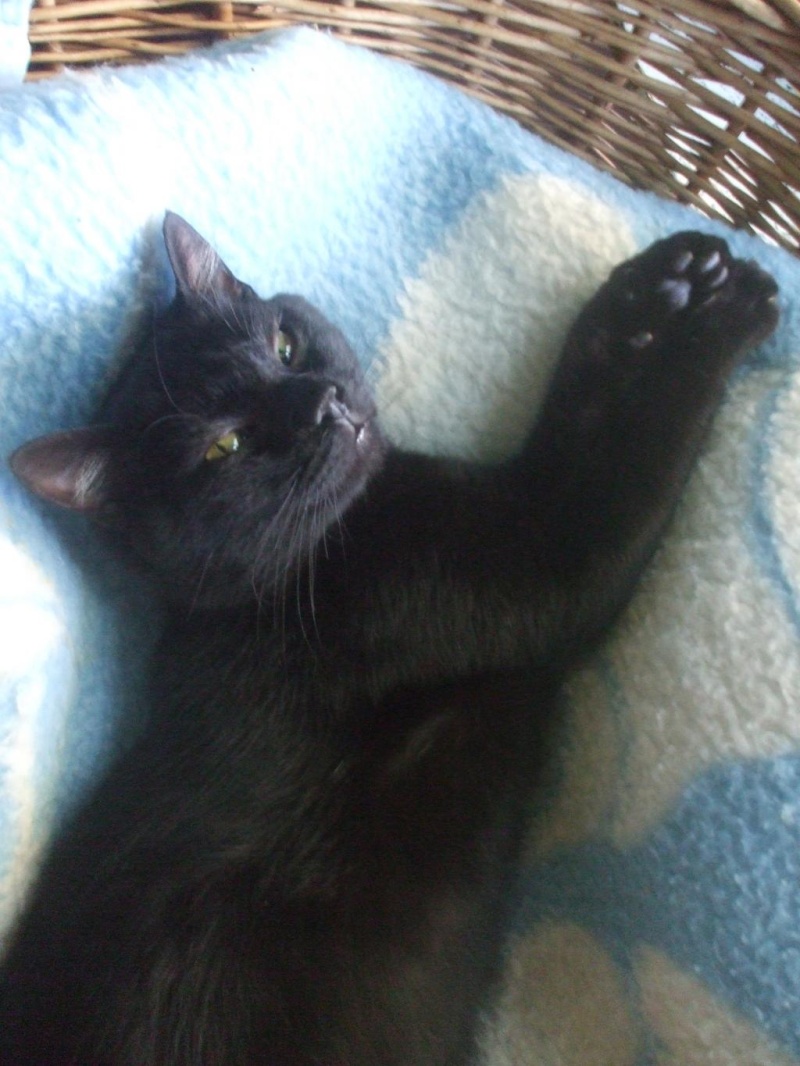 Gilou, gentil minou noir de 1 an et demi (la maison des chats de la sentinelle)59 Dscf0710