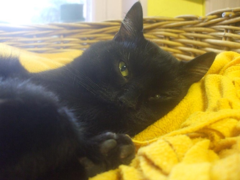 Gilou, gentil minou noir de 1 an et demi (la maison des chats de la sentinelle)59 Dscf4010