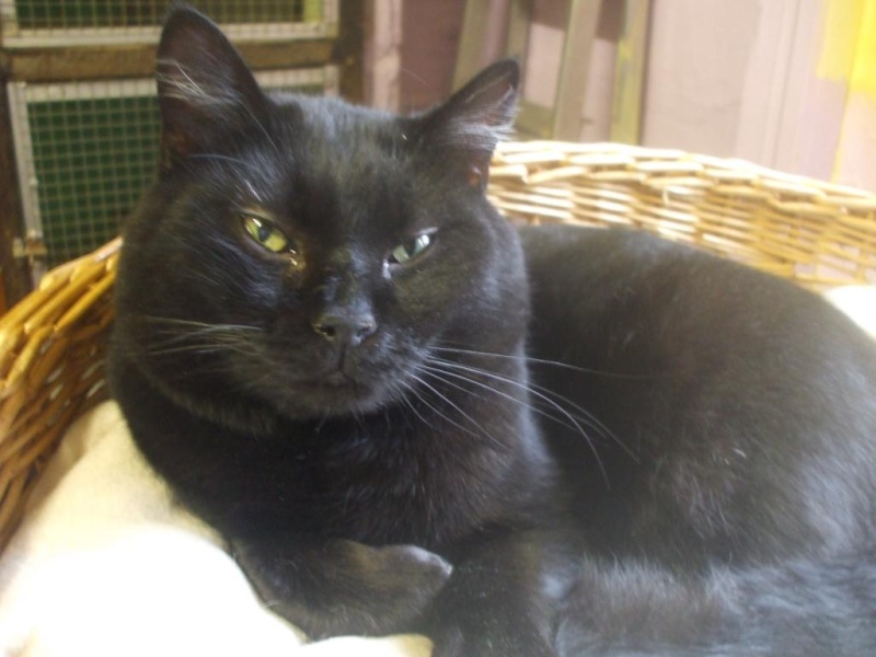 Gilou, gentil minou noir de 1 an et demi (la maison des chats de la sentinelle)59 Dscf5510