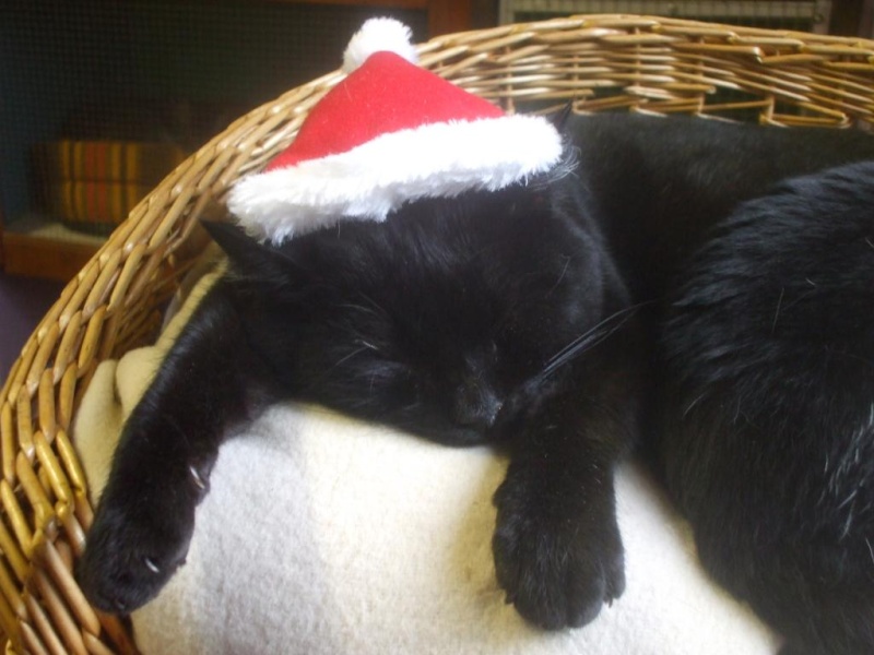 Gilou, gentil minou noir de 1 an et demi (la maison des chats de la sentinelle)59 Dscf5610