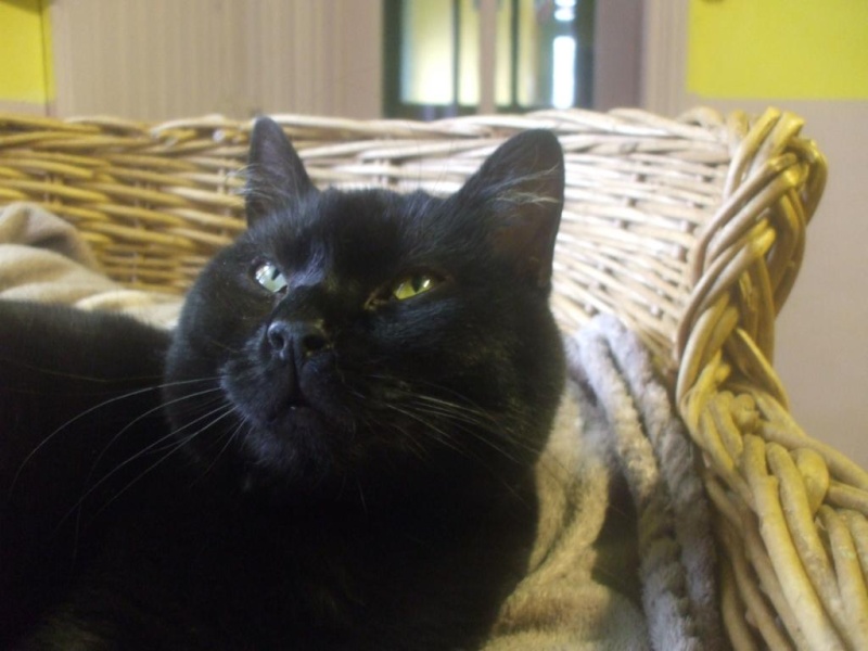 Gilou, gentil minou noir de 1 an et demi (la maison des chats de la sentinelle)59 Dscf6610