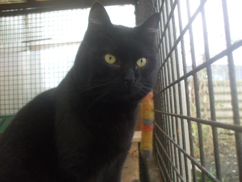 Gilou, gentil minou noir de 1 an et demi (la maison des chats de la sentinelle)59 Dscf6710