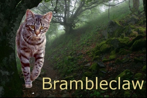 Cat Pictures Brambl16
