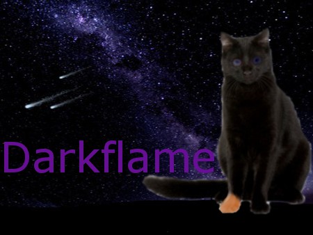 Cat Pictures Darkfl11