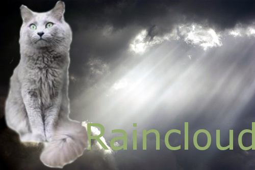 Cat Pictures Raincl15