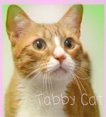 Here's some of my first graphics! :D Tabby_10