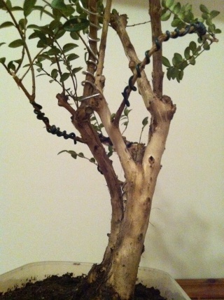 First Bonsai attempt (Lonicera pileata) Photo_11