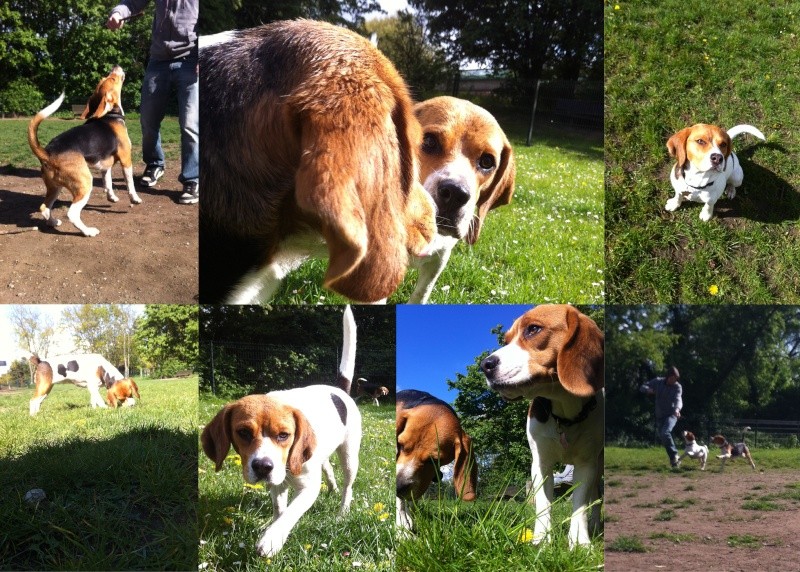BEAGLE renommé GRINGO, mâle de race beagle d'un an environ				 - Page 2 Montag10