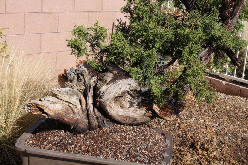 Recently collected One seed juniper in Arizona First_13