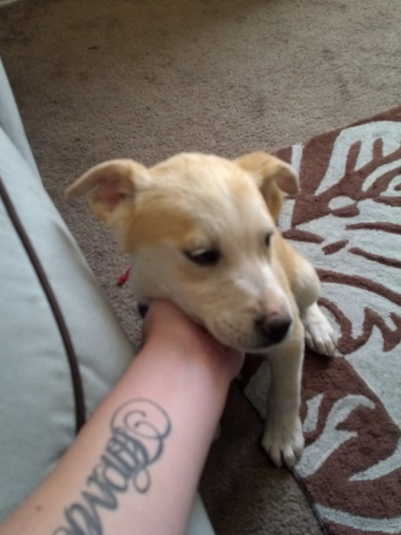 So, I accidently adopted a husky mix pup I guess. 2012-010
