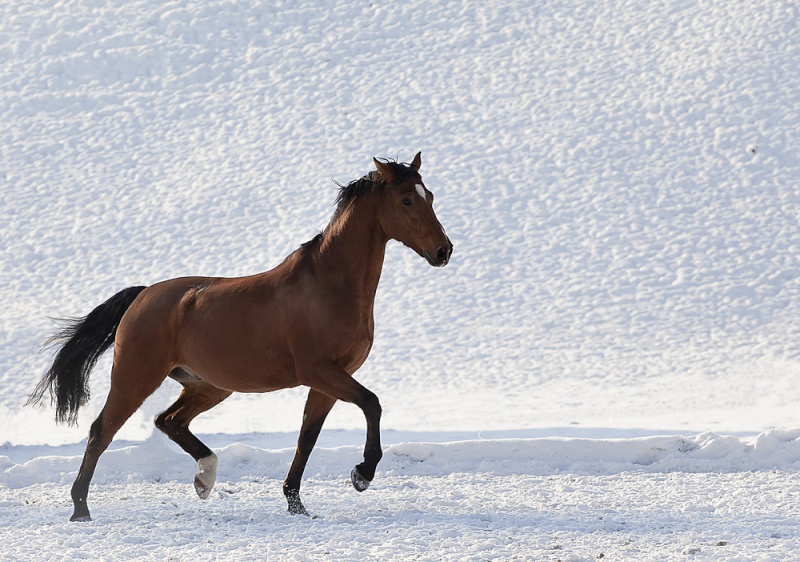 VIP 3 : Prsentation nouveaux forumeurs et leurs chevaux - Page 33 35410