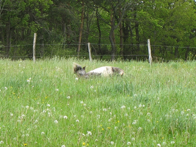 BARBARA - PONETTE APPALOOSA Img_4713