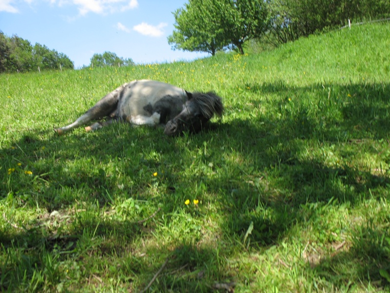 BARBARA - PONETTE APPALOOSA Img_4914