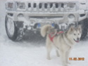 Finalmente qualche foto del Malamute Frend's Artic_17