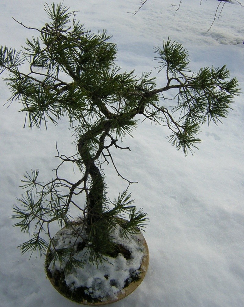 New user, new old scots pine. 003_ko11
