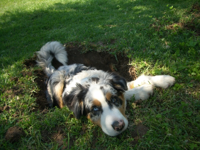 Guapo, chiot berger australien a la truffe rose... comment réagir? - Page 2 Cimg0711