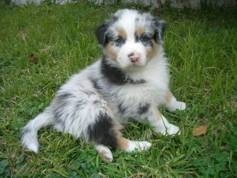 Guapo Chiot Berger Australien A La Truffe Rose Comment