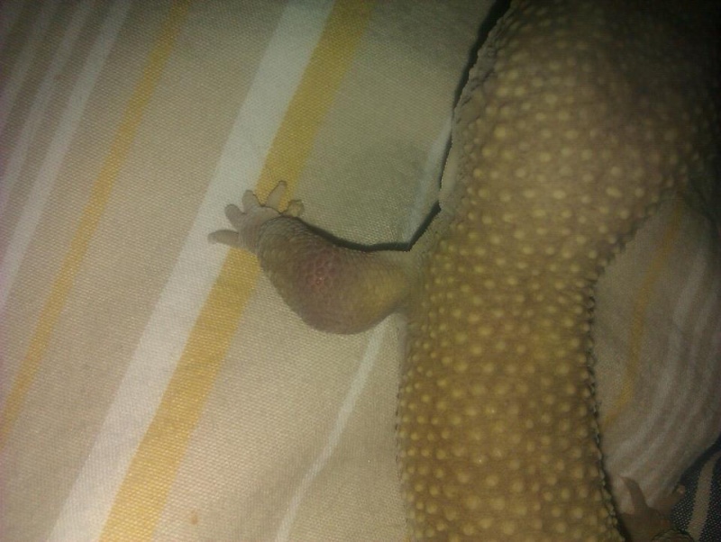 My geckos swollen leg 42094310