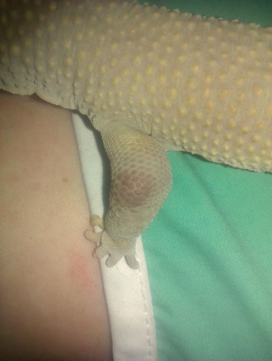 Geckos leg, broken or abscess? *pictures* 42438210