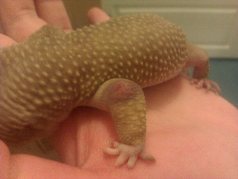 Geckos leg, broken or abscess? *pictures* 64059_11