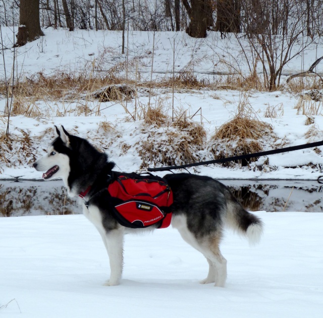 harness - Help with selecting Harness, Pack, and Leash Combination(s) - Page 3 P1000518