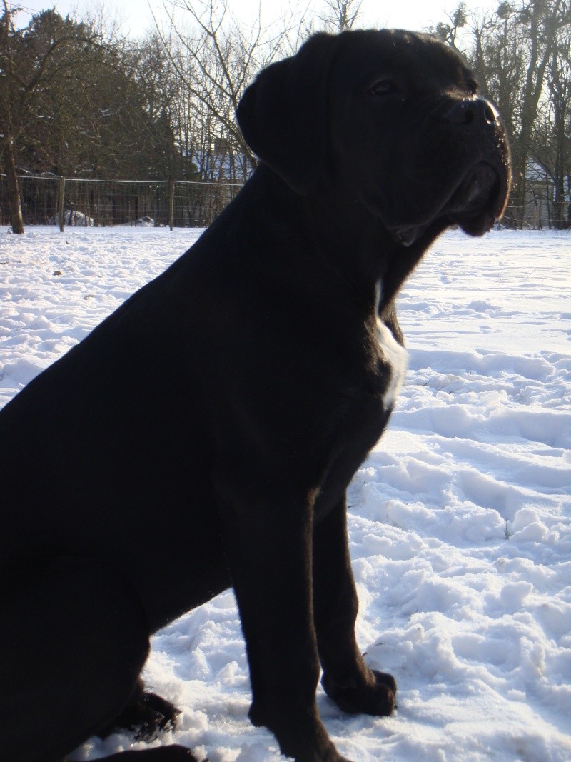 corso - besoin d'infos sur le cane corso Dsc04210