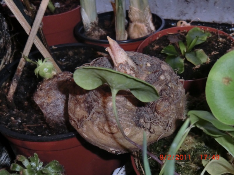 Araceae (Amorphophallus, Arum, Monstera, Philodendron et autres ) Photo_19