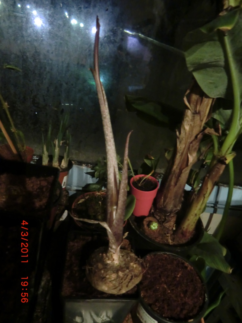 Araceae (Amorphophallus, Arum, Monstera, Philodendron et autres ) Photo_21