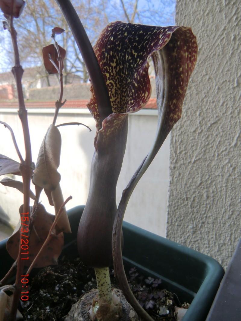 Araceae (Amorphophallus, Arum, Monstera, Philodendron et autres ) Photo_27