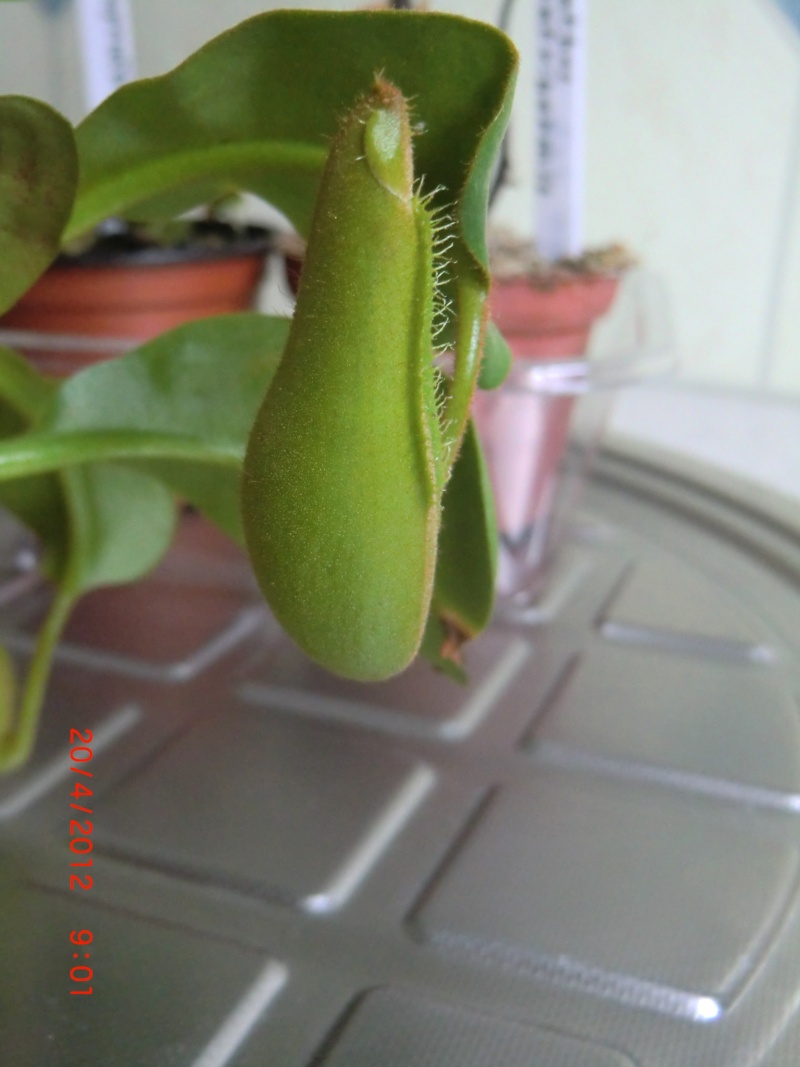 photos nepenthes Photos18