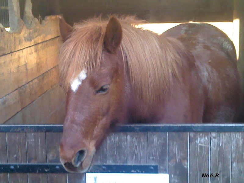 Fiche poney de Louna 2012-017