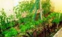 Mon petit jardin secret :D Imag0112