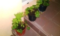 Mon petit jardin secret :D Imag0114