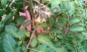 Mon petit jardin secret :D Imag0117