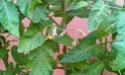 Mon petit jardin secret :D Imag0118
