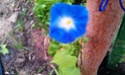Mon petit jardin secret :D Imag0121