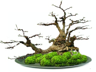 Ficus retusa Pot11