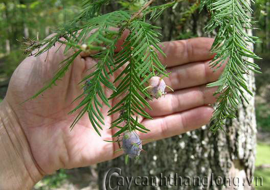 ask about the species through cloning Especially Taxodium Taxodi11